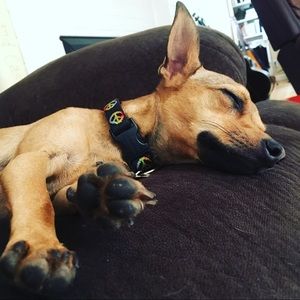 Meet your Posher, Lindsey